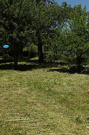 Frisbee 02