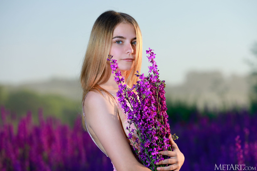 Lavender Fields 02